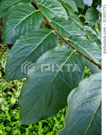 柿葉 柿葉 81995751