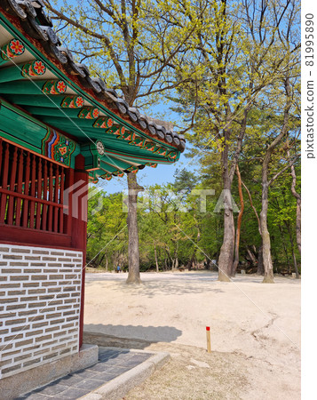 park landscape with dancheong park landscape with dancheong 81995890