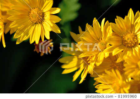 Chrysanthemum, the representative of flowers that bloom in autumn Chrysanthemum, the representative of flowers that bloom in autumn 81995960