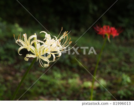 White cluster amaryllis White cluster amaryllis 81996013