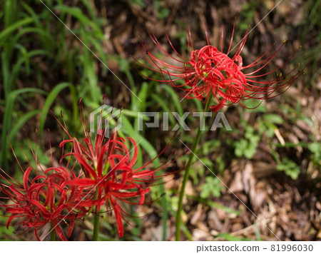 Cluster amaryllis Cluster amaryllis 81996030
