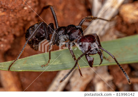 Adult Red Ectatommine Ant Adult Red Ectatommine Ant 81996142
