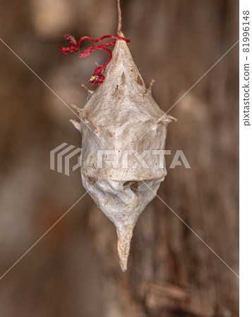 Longspinneret Spider Egg Case 81996148