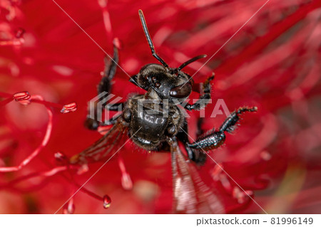 Adult Stingless Bee Adult Stingless Bee 81996149