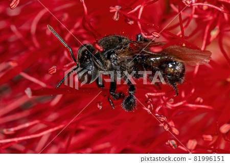 Adult Stingless Bee Adult Stingless Bee 81996151