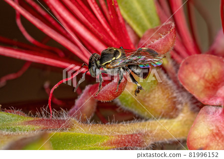 Adult Stingless Bee 81996152