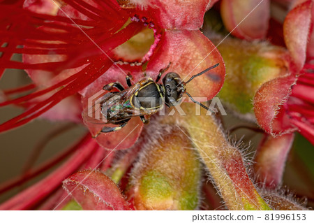 Adult Stingless Bee Adult Stingless Bee 81996153