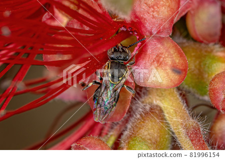 Adult Stingless Bee Adult Stingless Bee 81996154