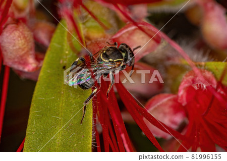 Adult Stingless Bee Adult Stingless Bee 81996155
