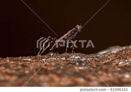 Thespid Mantis Nymph 81996162