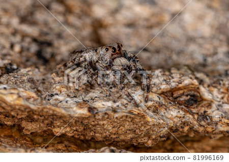 Small Jumping Spider 81996169