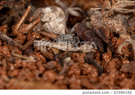 Small jumping spider 81996188