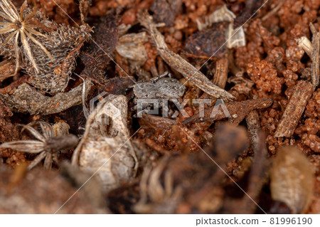 Small jumping spider 81996190