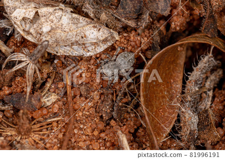 Small jumping spider Small jumping spider 81996191