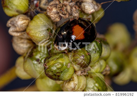 Adult Ashy Gray Lady Beetle 81996192