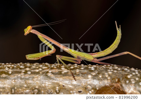 Small Mantid nymph 81996200