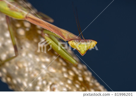 Small Mantid nymph Small Mantid nymph 81996201