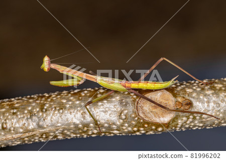Small Mantid nymph Small Mantid nymph 81996202