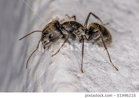 Adult Female Carpenter Ant 81996218