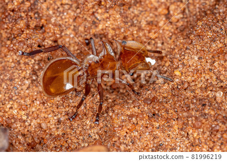 Adult Yellow Turtle Ant Adult Yellow Turtle Ant 81996219