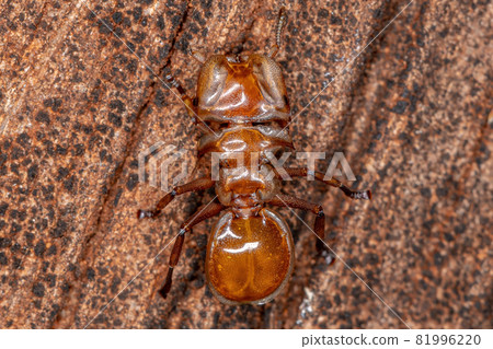 Adult Yellow Turtle Ant 81996220