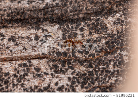 Small Adult Rover Ant Small Adult Rover Ant 81996221