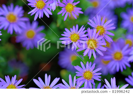 菊花，秋天盛開的花朵的代表 81996242