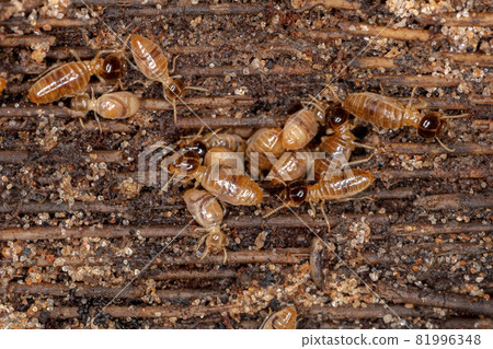Adult Nasute Termites Adult Nasute Termites 81996348