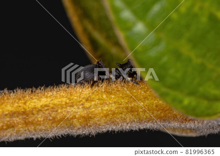 Adult Crab Spider Adult Crab Spider 81996365