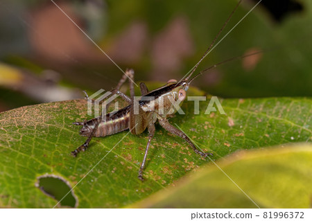 Lesser Meadow Katydid Nymph Lesser Meadow Katydid Nymph 81996372