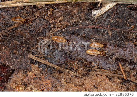 Adult Nasute Termites Adult Nasute Termites 81996376