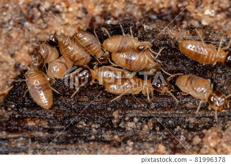 Adult Nasute Termites Adult Nasute Termites 81996378
