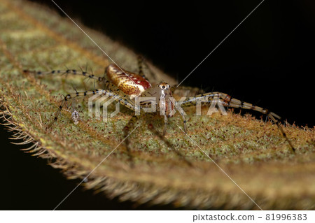 Small Lynx Spider 81996383
