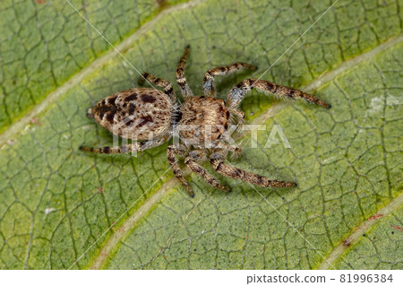 Small Jumping Spider Small Jumping Spider 81996384