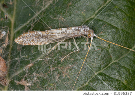 Adult Caddisfly Insect 81996387