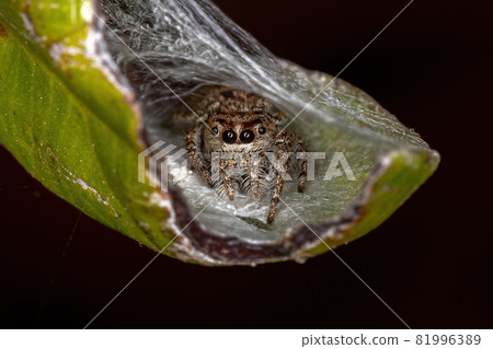 Small Jumping Spider 81996389