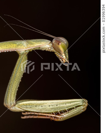 Small Mantid nymph 81996394