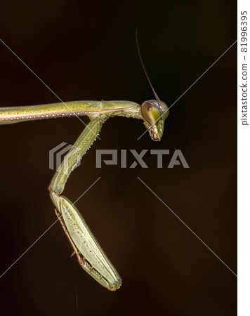 Small Mantid nymph 81996395