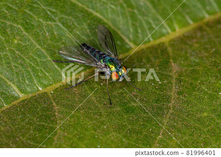 Adult Long-legged Fly 81996401