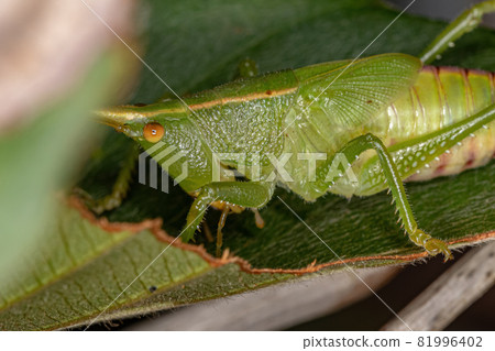 Conehead Katydid Nymph Conehead Katydid Nymph 81996402
