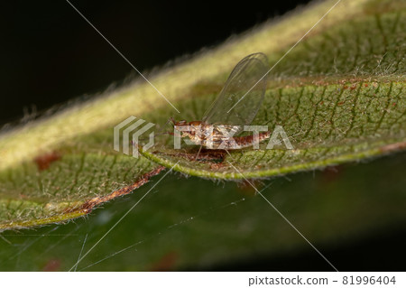 Adult Small Mayfly 81996404