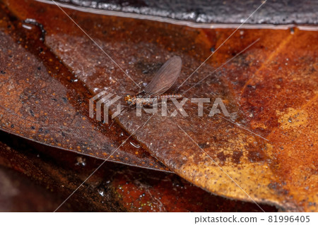 Adult Small Mayfly 81996405