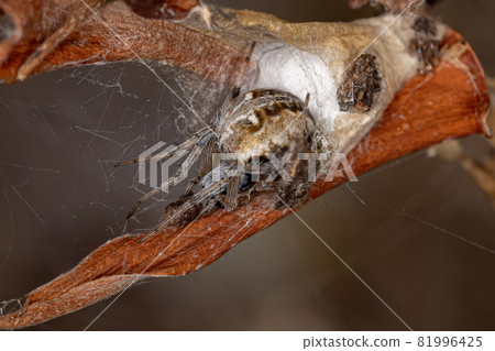 Adult Typical Orbweaver Spider Adult Typical Orbweaver Spider 81996425