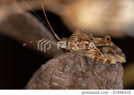 Adult Leaf-footed Bug Adult Leaf-footed Bug 81996426