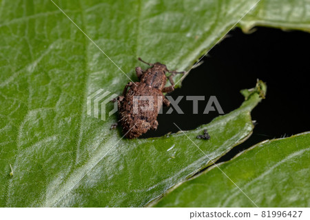 Adult True Weevil Adult True Weevil 81996427
