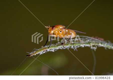 Adult Acalyptrate Fly 81996428