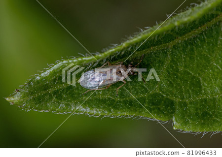Adult Seed Bug 81996433