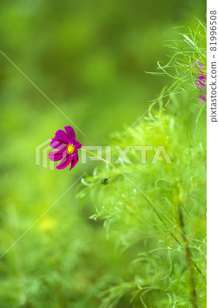 A pretty cosmos flower that has begun to bloom in a vacant lot 81996508