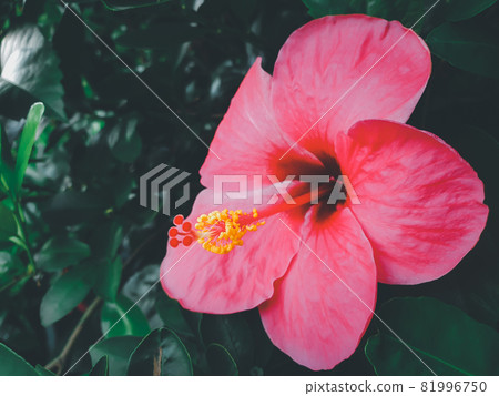 Flower (Chinese hibiscus, China rose) in garden Flower (Chinese hibiscus, China rose) in garden 81996750