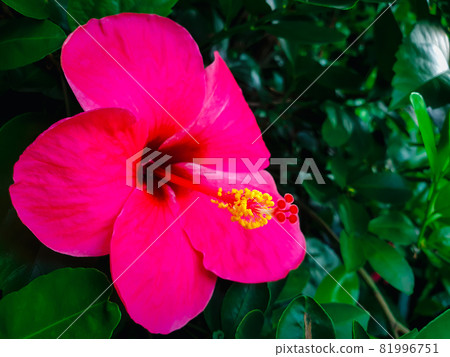 Flower (Chinese hibiscus, China rose) in garden Flower (Chinese hibiscus, China rose) in garden 81996751